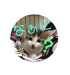 子猫のケアルくん（個別スタンプ：28）