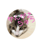 子猫のケアルくん（個別スタンプ：29）