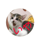 子猫のケアルくん（個別スタンプ：31）