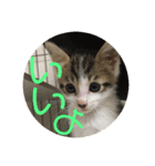 子猫のケアルくん（個別スタンプ：32）