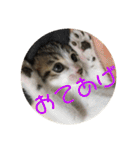 子猫のケアルくん（個別スタンプ：33）