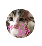 子猫のケアルくん（個別スタンプ：36）