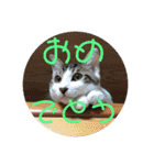 子猫のケアルくん（個別スタンプ：37）