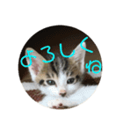 子猫のケアルくん（個別スタンプ：38）