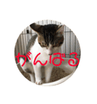 子猫のケアルくん（個別スタンプ：39）