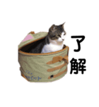 ハチワレブラザーズ 2（個別スタンプ：5）