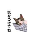 ハチワレブラザーズ 2（個別スタンプ：15）