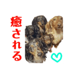 conamon's 5（個別スタンプ：3）