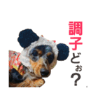 conamon's 5（個別スタンプ：4）