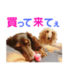conamon's 5（個別スタンプ：6）