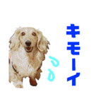 conamon's 5（個別スタンプ：8）