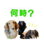 conamon's 5（個別スタンプ：11）