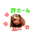 conamon's 5（個別スタンプ：12）