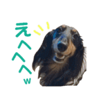 conamon's 5（個別スタンプ：13）