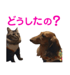 conamon's 5（個別スタンプ：18）