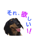 conamon's 5（個別スタンプ：19）