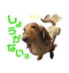 conamon's 5（個別スタンプ：20）