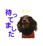 conamon's 5（個別スタンプ：24）