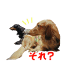 conamon's 5（個別スタンプ：31）