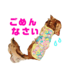 conamon's 5（個別スタンプ：32）