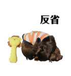 conamon's 5（個別スタンプ：37）