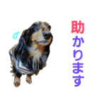 conamon's 5（個別スタンプ：38）