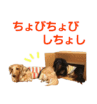 conamon's 5（個別スタンプ：39）