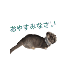 たお猫ちゃん（個別スタンプ：4）