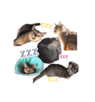 たお猫ちゃん（個別スタンプ：6）