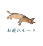 たお猫ちゃん（個別スタンプ：7）