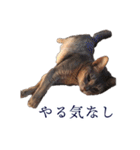 たお猫ちゃん（個別スタンプ：8）