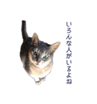 たお猫ちゃん（個別スタンプ：9）
