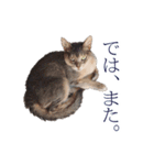 たお猫ちゃん（個別スタンプ：10）