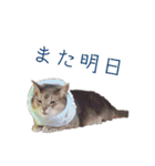 たお猫ちゃん（個別スタンプ：11）