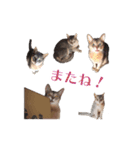 たお猫ちゃん（個別スタンプ：12）