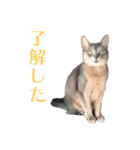 たお猫ちゃん（個別スタンプ：13）
