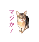たお猫ちゃん（個別スタンプ：15）