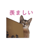 たお猫ちゃん（個別スタンプ：16）