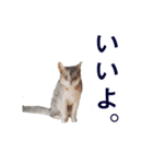 たお猫ちゃん（個別スタンプ：17）