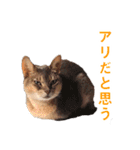 たお猫ちゃん（個別スタンプ：18）