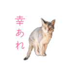 たお猫ちゃん（個別スタンプ：19）