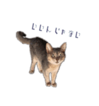 たお猫ちゃん（個別スタンプ：20）