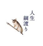 たお猫ちゃん（個別スタンプ：21）