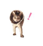 たお猫ちゃん（個別スタンプ：23）