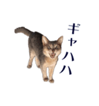 たお猫ちゃん（個別スタンプ：24）