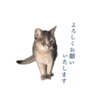 たお猫ちゃん（個別スタンプ：27）