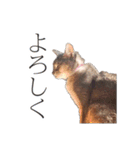 たお猫ちゃん（個別スタンプ：28）