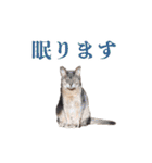 たお猫ちゃん（個別スタンプ：29）