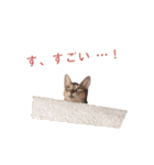 たお猫ちゃん（個別スタンプ：30）