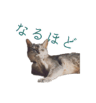 たお猫ちゃん（個別スタンプ：32）